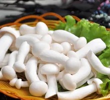 White Cloud Mushroom