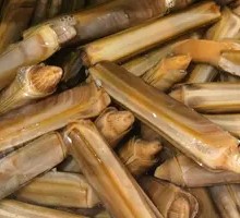 Knife-handle Clam