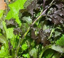 Non-polluted Vegetables