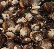 Hair Clam