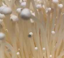 Enoki Mushroom