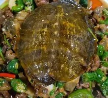 Stir-fried Turtle
