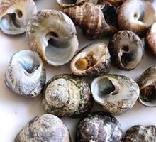 Small Fragrant Snail