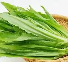 Oilseed lettuce