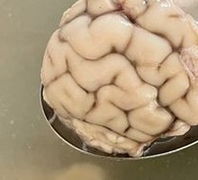 Sheep Brain
