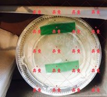 Osmanthus Frappuccino