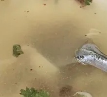 Fresh Meat Dumplings