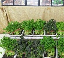 Self-Service Vegetables
