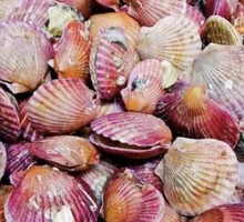 Scallop