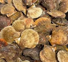 Scallop