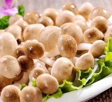 King Oyster Mushroom