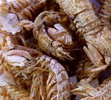 Tiger Shrimp