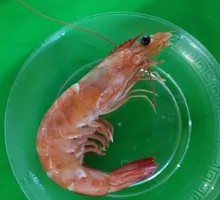 Freshly Caught Large Shrimp