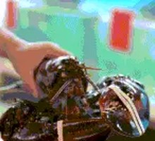 Fresh Lobster (about 1 lb)