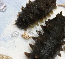 Yu's Fine Sea Cucumber