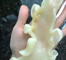 Soaked Fish Maw