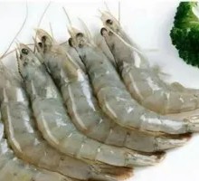 Green Shrimp