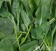 Spinach