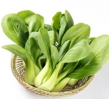 Oilseed lettuce