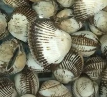 Hair Clam