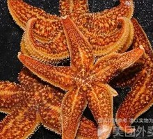 Steamed Sea Star