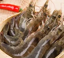 Live King Prawn