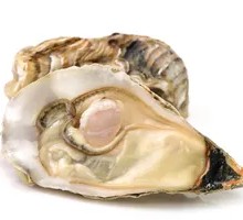 Original Fresh Oyster