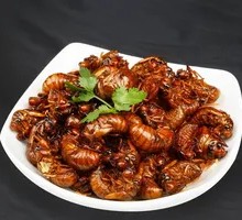 Pan-fried Cicadas