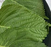 Perilla Leaf