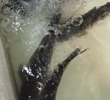 Grass Carp