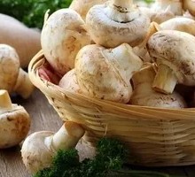 King Oyster Mushroom