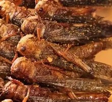 Roasted Locusts