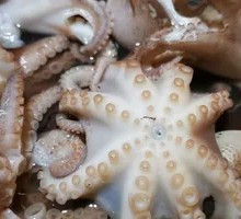 Scallion Mixed Octopus