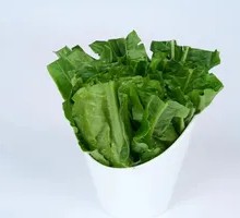 Oilseed lettuce