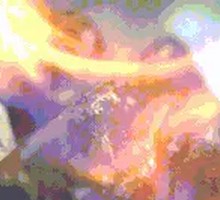 Braised Pig Trotter in Sauce