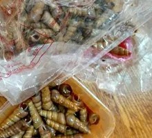 Spicy Fragrant Snail