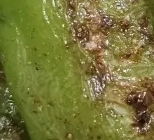 Roasted Bell Peppers