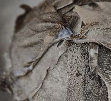 Torn Fresh Beef Tripe
