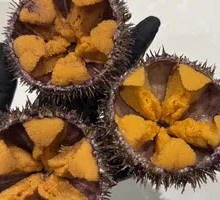 Sea Urchin