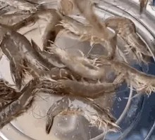 Boiled Freshwater Shrimp