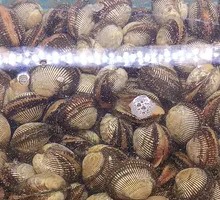 Hair Clam