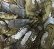 Oyster