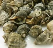 Small Conch