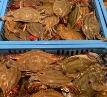 Spider Crab
