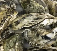 Steamed Oysters