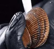 Fresh Live Scallop