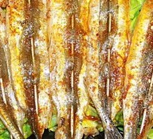 Horse Mackerel