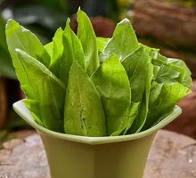 Oilseed lettuce