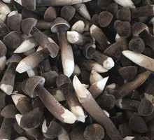 Chicken Mushroom