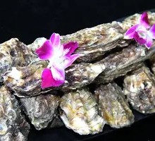 Oyster